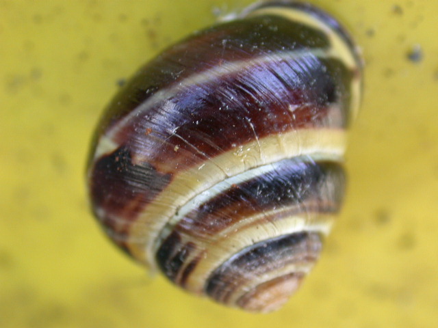 Cepaea (Cepaea) nemoralis (Linnaeus, 1758)